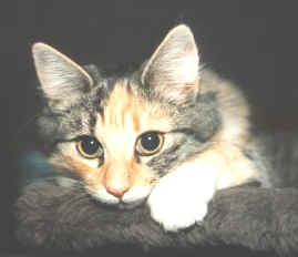 Brenda mit 4 Monaten