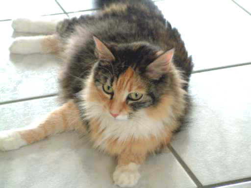 Brenda vom Trollberg