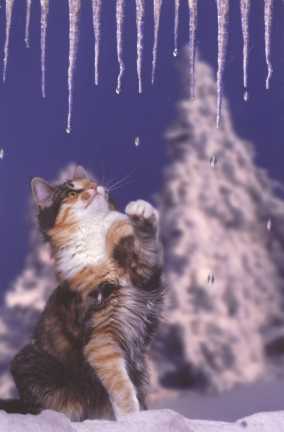 Brenda mit 6 Monaten