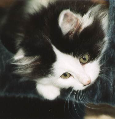 Justus von der Puppenburg