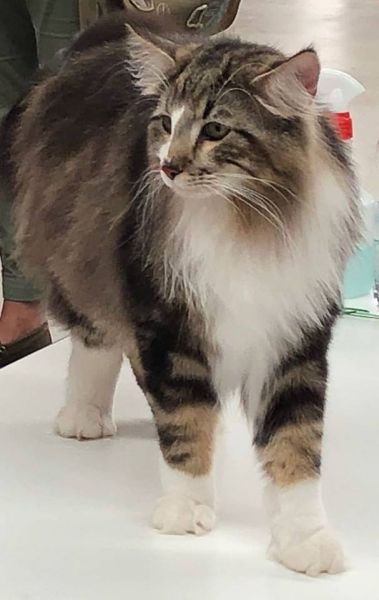 Vorbecks_Hooded_Visorbearer