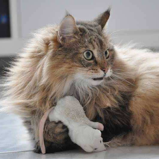 Meine Prinzessin Doofo