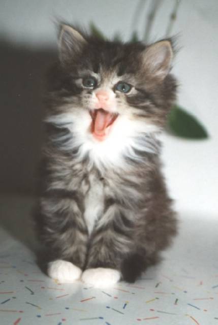 Mary-Lou von der Puppenburg