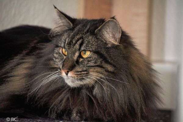 Tiger-Lilly_von_der_Puppenburg_2017